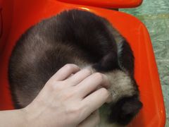 -猫咪博物馆(顶澳仔猫街店)