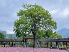 -广州市流溪河国家森林公园