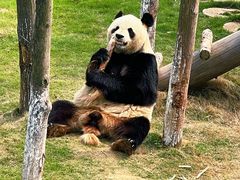 -西霞口神雕山野生动物世界