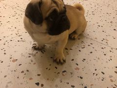-喜柴咖啡·柴犬狗咖