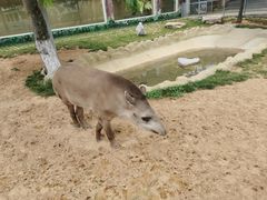 -西霞口神雕山野生动物世界