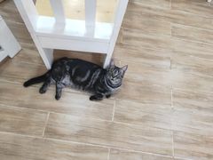 -李小姐の猫咖啡馆(五角场店)