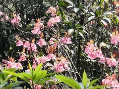 -梧桐山风景名胜区