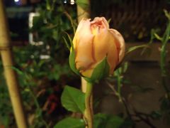 -粤点越有·茶点·粤菜(樵岭国际店)