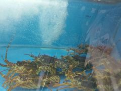 android_upload_pic-老虎滩船说·海胆水饺·大连海鲜(老虎滩店)
