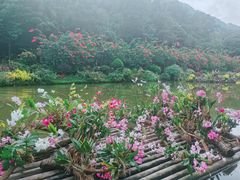 -深圳仙湖植物园