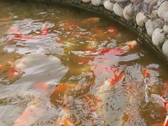 -空港花田景区