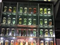 -广东中医药博物馆