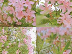 -香蜜公园