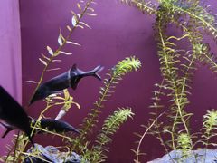 -上海海洋水族馆