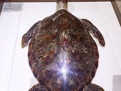 -青岛贝壳博物馆