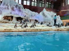 景观位-帝企鹅自助餐厅•儿童岛•真企鹅(长隆企鹅酒店)