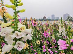 -顺峰山公园
