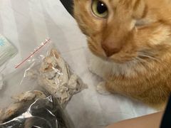 -彩虹桥宠物火化殡葬善终服务(金乐大厦店)