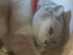 -藏猫猫咖啡主题馆(中央大道店)