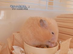 -钓仓鼠(洋桥北里小区店)