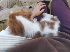 -天宠宠物医院24小时·急重症诊疗中心·全科·腔镜特色(和平分院)