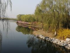 -大兴滨河森林公园