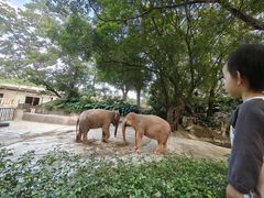 -深圳野生动物园