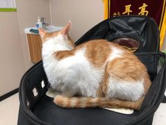 -瑞鹏宠物医院·眼科·皮肤·中兽医(大悦城分院)