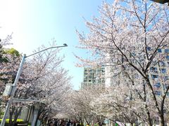 -高东镇樱花园
