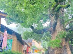 -杨家堂村