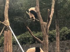 -都江堰中华大熊猫苑