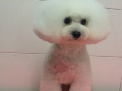 -喵宠乐园·撸猫互动·猫舍