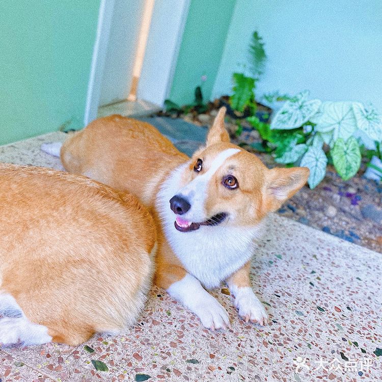 怕🐶怕得要死的我为什么进这家店?还不是因为……