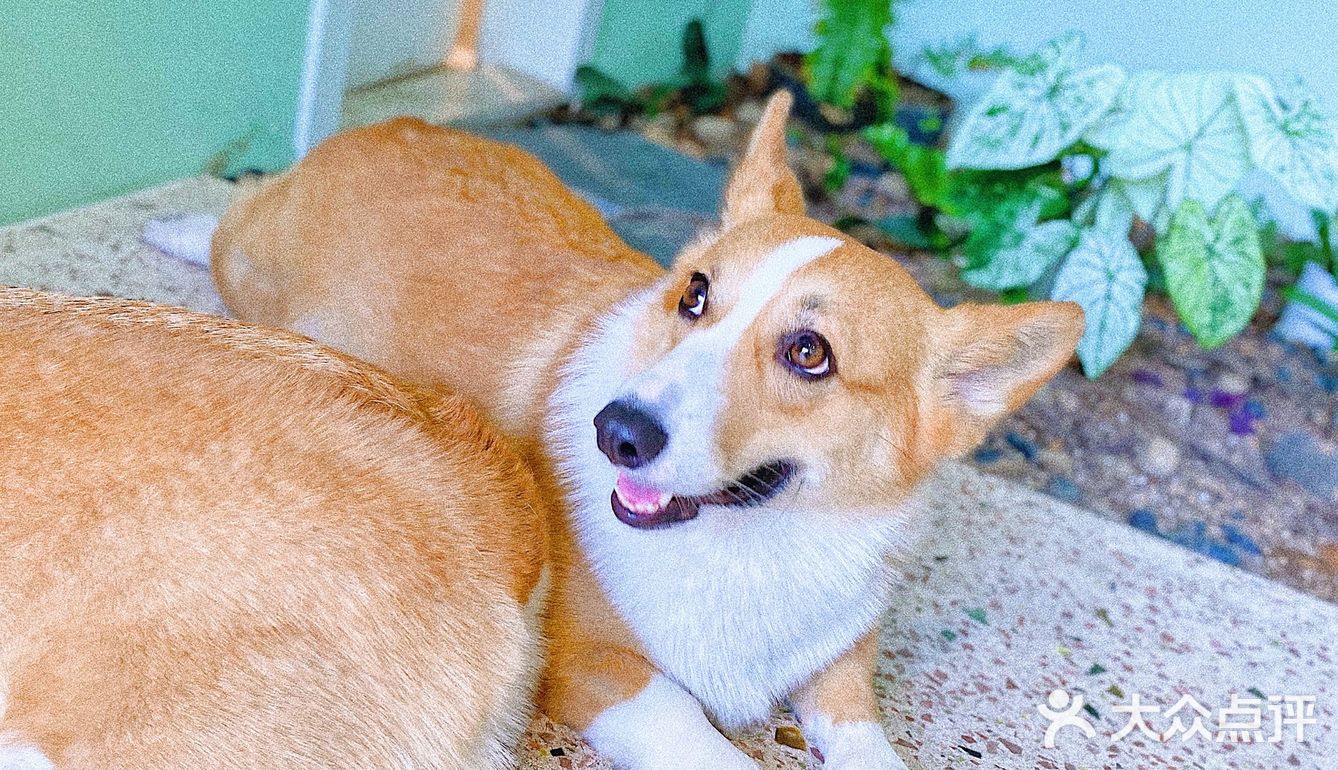 怕🐶怕得要死的我为什么进这家店？还不是因为……
