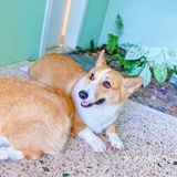 怕🐶怕得要死的我为什么进这家店？还不是因为……