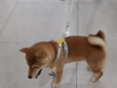 -佳雯宠物医院·皮肤科·内外科(春晓路分院)