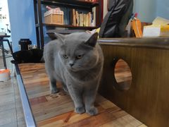 -猫咪咖啡·猫咖(万达广场店)