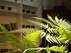 -植觉