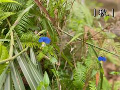 -浏阳石牛寨风景区