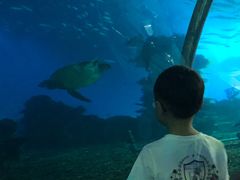 -海棠湾洲际-涛·海底餐厅·美人鱼·自助餐·海底隧道