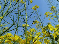 -武汉紫薇都市田园