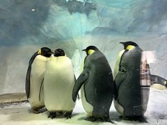 -海合安成都极地海洋公园