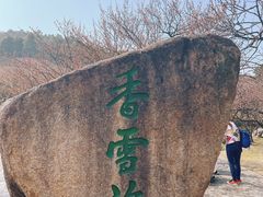 -香雪海