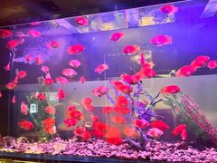 -九洲喜来登酒店湖月日餐厅