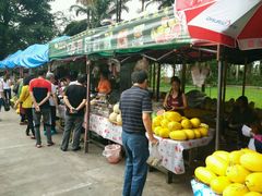 -瑞丽独树成林风景区