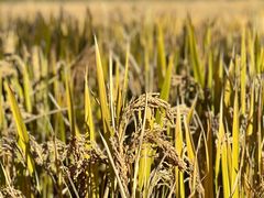 -广富林郊野公园