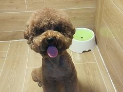 -宠物之家Pets Home 宠物寄养酒店