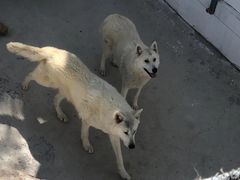 -大连森林动物园