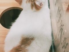 -袖虎·猫馆(体育西路店)