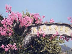 -天适樱花悠乐园