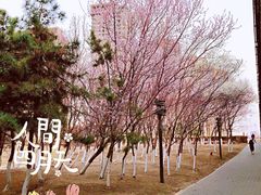 -长白岛森林公园