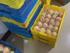 -老袁家蜜桃农场·阳山水蜜桃