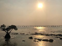 -宝安西湾红树林湿地公园