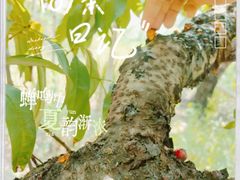 -老袁家蜜桃农场·阳山水蜜桃